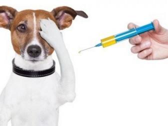 Očkovanie psov - ZRUŠENÉ 1