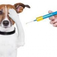 Očkovanie psov 1