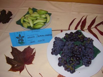 Výstava ovocia a&nbsp;zeleniny 2009&nbsp;- 22